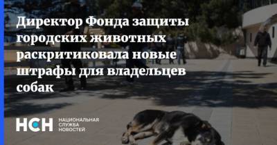 Директор Фонда защиты городских животных раскритиковала новые штрафы для владельцев собак - mur.tv - Московская обл.