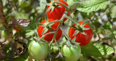 Чем обработать томаты во время цветения, чтобы собрать богатый урожай - lifehelper.one