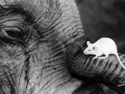 Правда или миф: слоны боятся мышей - mur.tv