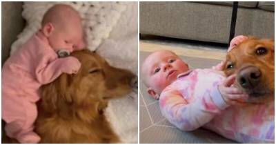 Младенец и собака растут вместе – и уже стали лучшими друзьями - mur.tv