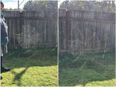 Семья нашла во дворе паутину, которая выглядит как декорация - mur.tv - Австралия
