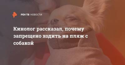 Владимир Голубев - Кинолог рассказал, почему запрещено ходить на пляж с собакой - mur.tv - Россия