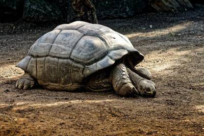 На Галапагосских островах нашли черепаху, вымершую 100 лет назад (ВИДЕО) и мира - mur.tv - Эквадор - Jerusalem