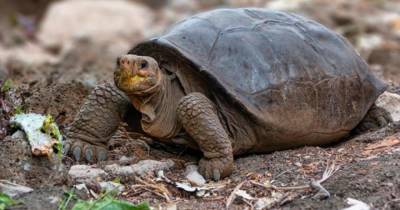 Вымершую 100 лет назад гигантскую черепаху нашли живой на Галапагосах - mur.tv