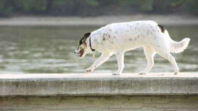 Тонущую собаку спасли в реке в центре Москвы - mur.tv - Москва