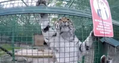 В Украине хотят закрыть зоопарки, проект закона уже в Раде - mur.tv - Украина