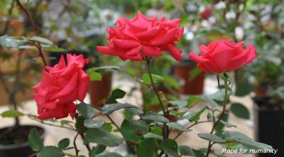 Морозостойкие канадские розы: какой сорт выбрать и как правильно ухаживать - sadogorod.club