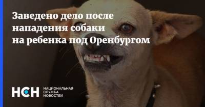Заведено дело после нападения собаки на ребенка под Оренбургом - mur.tv - Оренбург - Оренбургская обл.