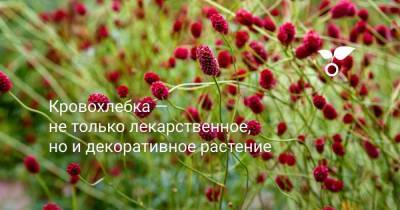 Кровохлебка — не только лекарственное, но и декоративное растение - sadogorod.club