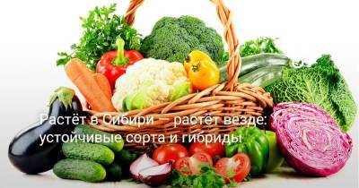 Растёт в Сибири — растёт везде: устойчивые сорта и гибриды - sadogorod.club