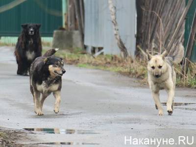 В Мурманске стая собак нанесла девочке более 100 укусов - mur.tv - Мурманск