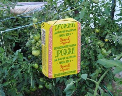 Подкормка томатов дрожжами: когда и как поливать дрожжевым раствором для сладости плодов - sadogorod.club