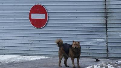 Более 100 укусов: в Мурманске бродячие собаки напали на школьницу - mur.tv - республика Коми - Мурманск - Ухта