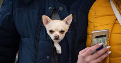 #мимимидня: «самая недовольная собака в мире» прячется в куртке хозяина от ветра - wmj.ru