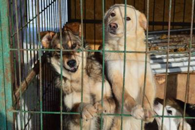 В Мурманске собаки свыше 100 раз укусили 9-летнюю девочку - mur.tv - Мурманск