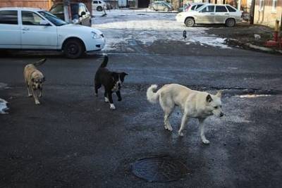 Собаки 100 раз покусали девятилетнюю россиянку - mur.tv - Россия - Мурманск