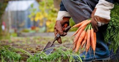 Совет для ленивых: как сеять морковь, чтобы потом не прореживать ее - novate.ru