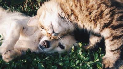 Эксперты MyAnimals рассказали о безопасном знакомстве кошки с собакой - mur.tv