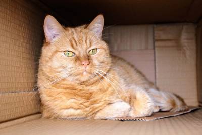 Почему кошкам так нравятся коробки? - mur.tv