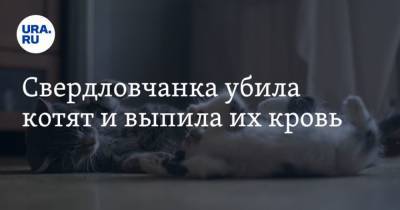 Свердловчанка убила котят и выпила их кровь - mur.tv - Свердловская обл.