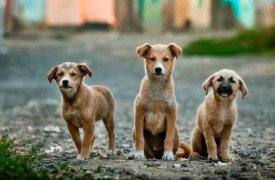 Пойдём другим путем? Как ульяновцам усмирить бродячих собак - mur.tv - Ульяновск