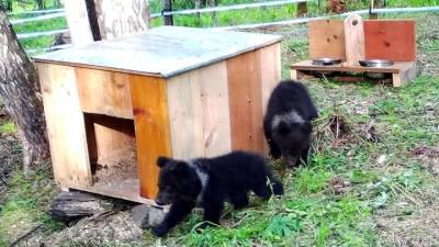 Видео из Сети. На Алтае открылся реабилитационный центр для медвежат - mur.tv - республика Алтай