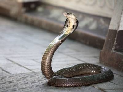 В Индии мужчина съел ядовитую змею, чтобы защитить себя от коронавируса - mur.tv - Китай - Индия