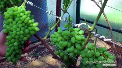 Какая теплица нужна для выращивания винограда в ней? - sadogorod.club