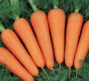 Биологические особенности моркови - sadogorod.club