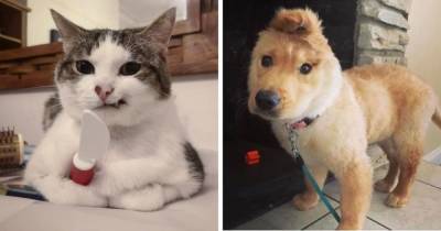 16 фото, которые доказывают, что необычные глаза, лапы и хвосты делают котов и собак ещё забавнее и милее - mur.tv