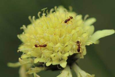 Как избавиться от муравьев на огороде: 5 рекомендаций - sadogorod.club