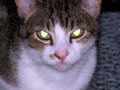 Почему глаза моей кошки светятся в темноте яркими огнями? - mur.tv