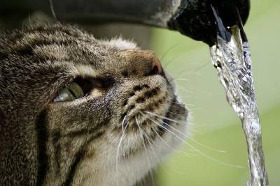 Ваша кошка точно не любит воду? Давайте проверим! - mur.tv