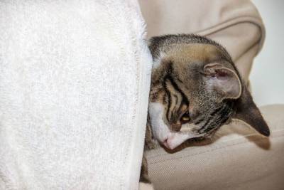 Температура тела у кошек: норма и поводы для тревоги - mur.tv