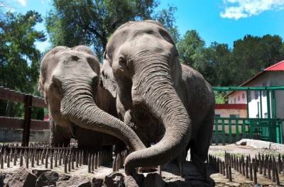 Пенсионер в Германии купил более 30 тысяч билетов в зоопарк, чтобы подарить их детям - mur.tv - Германия - Берлин