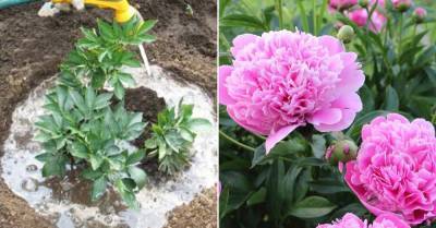 Пионы обожают органические удобрения, обильно цветут в благодарность садовнику - lifehelper.one