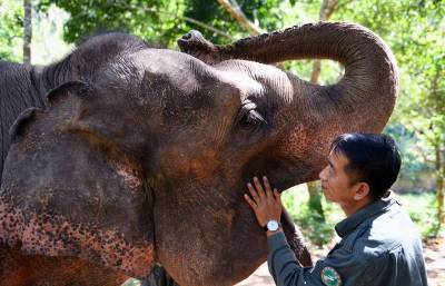 В Китае дикие слоны сбежали из национального заповедника - mur.tv - Китай