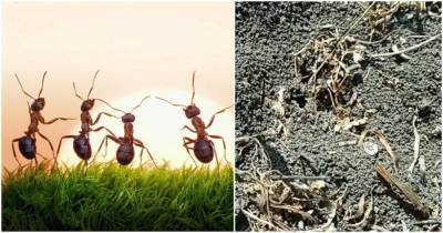 Быстрый и доступный способ избавления от муравьев без приманок. Рабочий метод - lifehelper.one