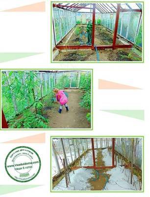 Выращивание персиков в теплице: фото-отчет - sadogorod.club - республика Хакасия