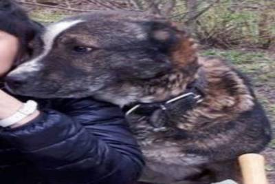 Брянские зоозащитники обвинили семью в поедании щенков - mur.tv - Москва