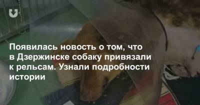 Появилась новость о том, что в Дзержинске собаку привязали к рельсам. Узнали подробности истории - mur.tv - Дзержинск