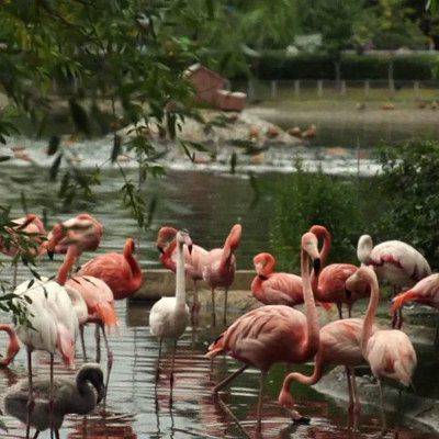 Фламинго Московского зоопарка снова поселились на Большом пруду - mur.tv
