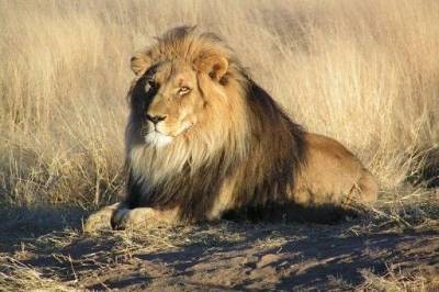 В зоопарке Индии восемь львов заразились коронавирусом - mur.tv - Индия - Нью-Йорк - Хайдарабад