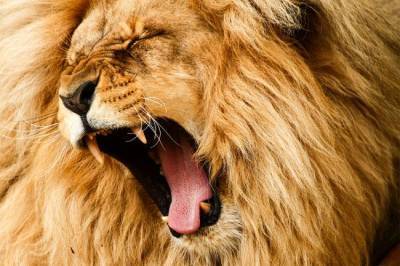 Восемь львов заразились коронавирусом в индийском зоопарке - mur.tv - Индия - Хайдарабад