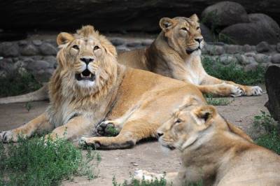 Коронавирус выявили у восьми львов в зоопарке в Индии - mur.tv - Индия - Нью-Йорк - Хайдарабад