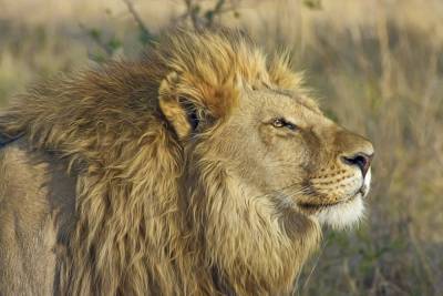 Коронавирус зафиксировали у восьми львов в зоопарке в Индии - mur.tv - Индия - Прага - Нью-Йорк