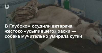 В Глубоком осудили ветврача, жестоко усыпившего хаски собака мучительно умирала сутки - mur.tv