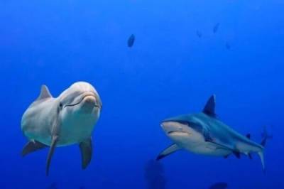 Вечная война.. Почему акулы боятся дельфинов? - porosenka.net