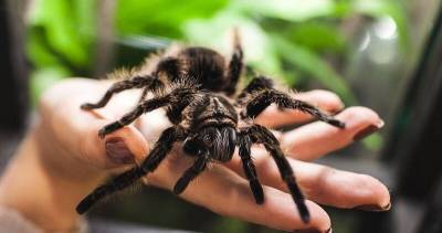 5 интересных фактов о пауках - mur.tv