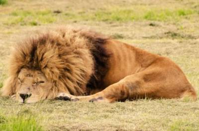 В зоопарке Индии восемь львов заразились коронавирусом - mur.tv - Индия - Нью-Йорк - Гонконг - Хайдарабад
